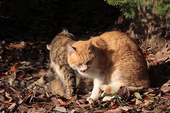 街のねこたち