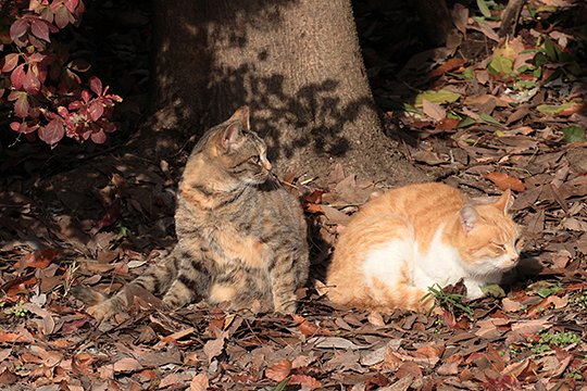 街のねこたち