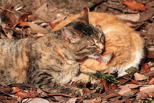 街のねこたち