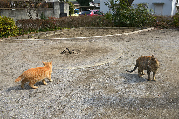 街のねこたち