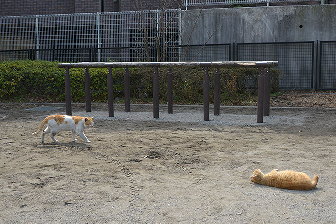 街のねこたち