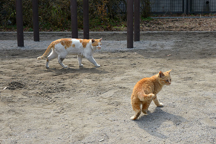 街のねこたち
